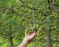 malus angustifolia fruit.jpg